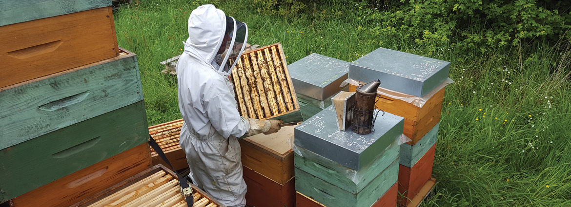 Max et les ruches à Bouchemaine (49)