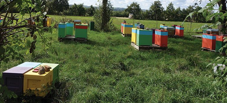Cheptel d'abeilles de Miel et Loire, apiculteurs à Bouchemaine (49)