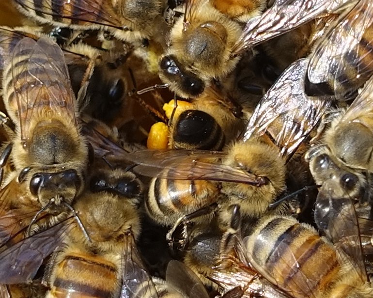 Une pelote de miel et des abeilles chez Miel et Loire, apiculteurs à Bouchemaine (49).
